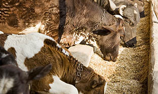 Cattle Blog Image